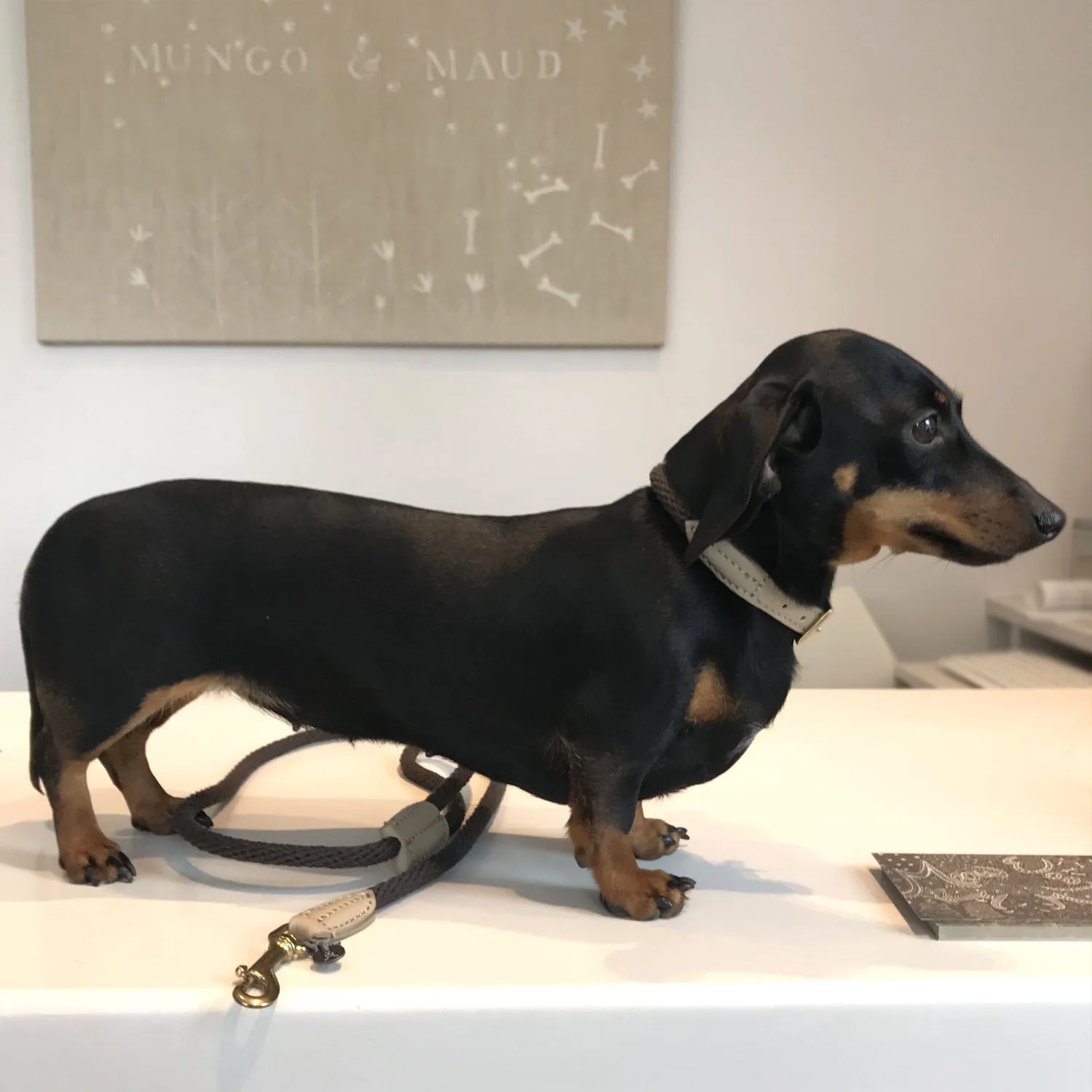 Rope Dog Collar
